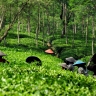 Java, plantation de thé